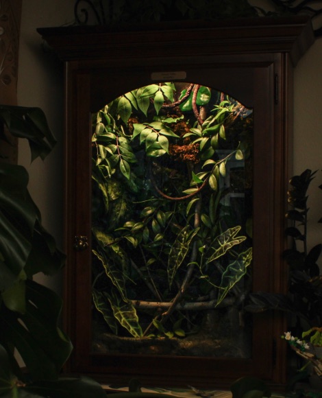 Borneo vivarium in a wooden cabinet, room lit