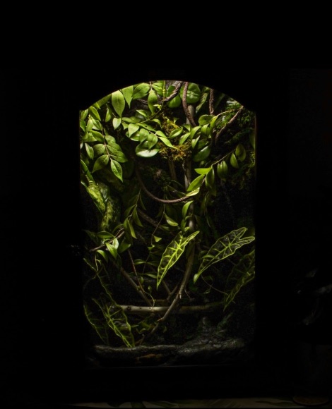 Borneo vivarium glowing in the dark