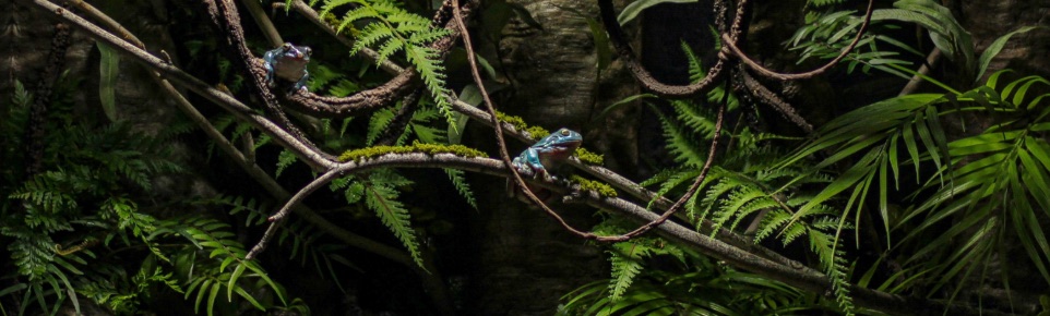 Blue tree frogs on branches among ferns and palms
