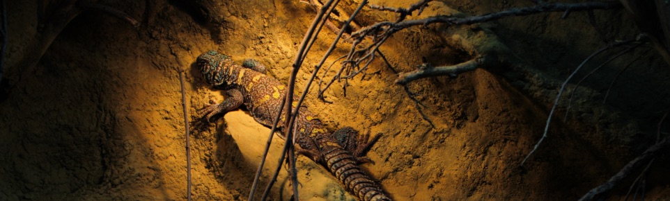 Spiny-tailed lizard basking on warm sand