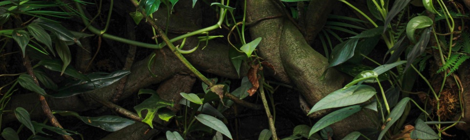 Forest floor with roots, vines and leafy plants