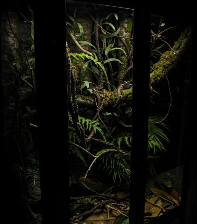 Lush planted vivarium with ferns, vines and branches