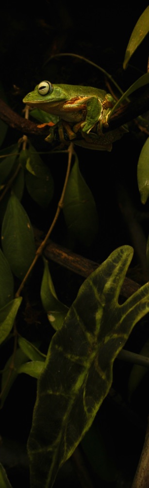 Green tree frog resting on a branch