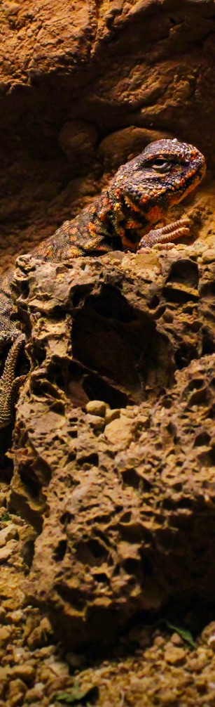 Spiny-tailed lizard perched on porous rock