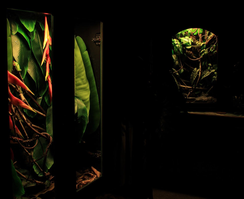 Two illuminated custom vivaria in a dark room