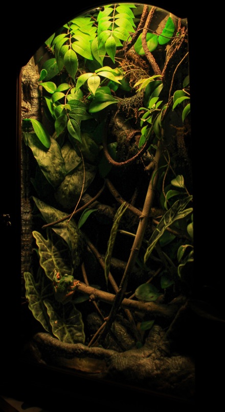 Arched vivarium filled with climbing plants