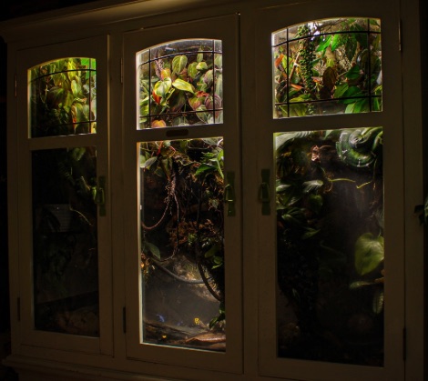 Suriname vivarium in a white cabinet with leaded-glass doors