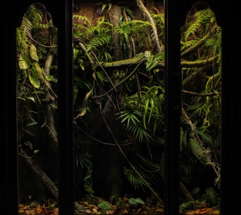 Three-panel West Papua vivarium